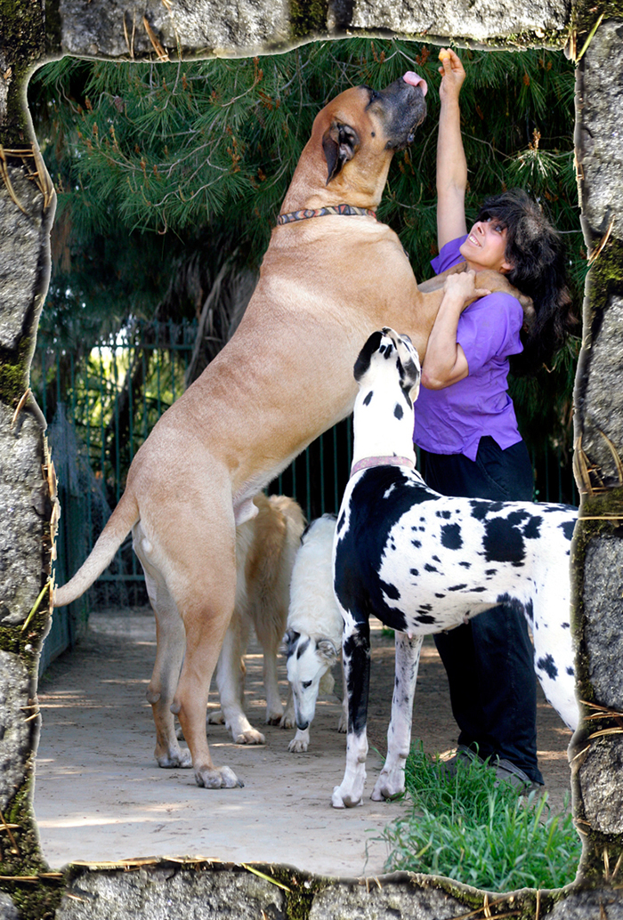 Gentle Giants Rescue and Adoptions